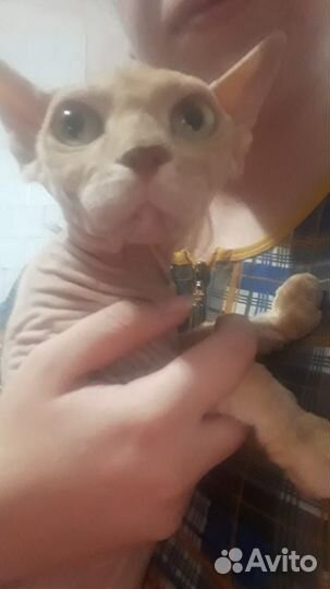 Канадский сфинкс