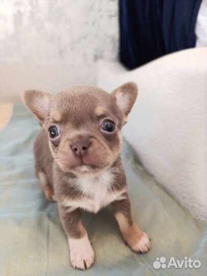 Щенки мальчик и девочка чихуахуа лиловые