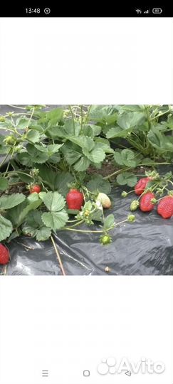 Клубника крапо 10