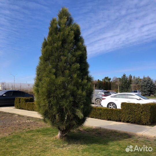 Сосна Грин Тауэр ‘Green Tower’