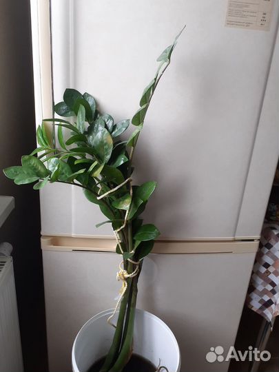 Замеакулькас