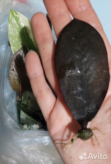 Замиокулькас davon