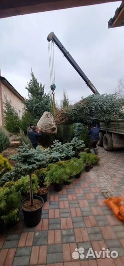 Саженцы голубой ели от 1.0м до 7 метров