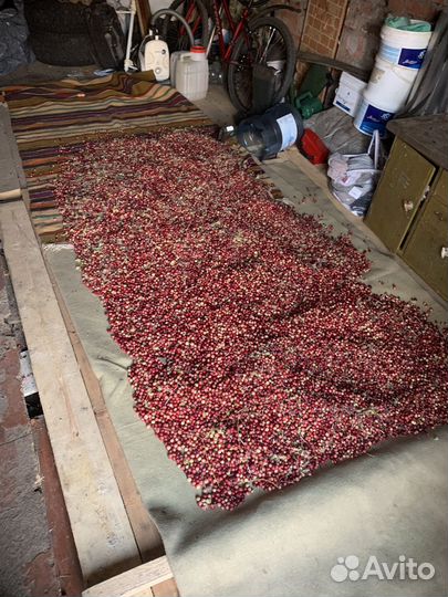 Клюква свежая