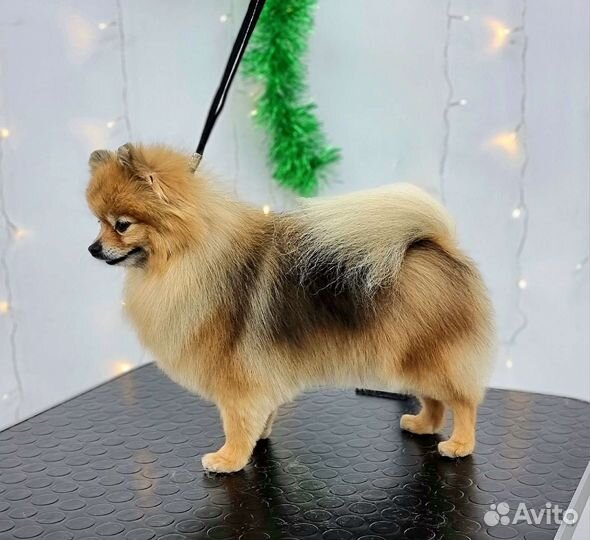 Груминг, стрижка собак