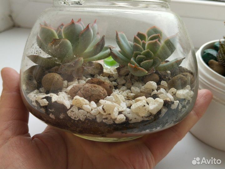 Суккуленты
