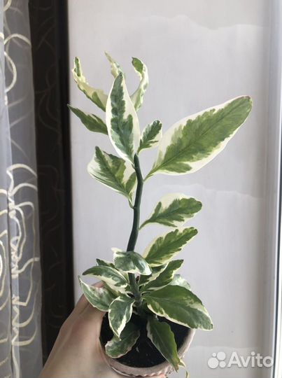 Педилантус