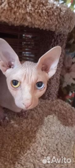 Вязка кот сфинкс