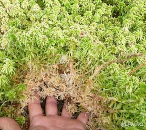 Мох строительный сфагнум