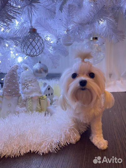 Мальтийская болонка мини