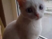Котенок белый с голубыми глазами