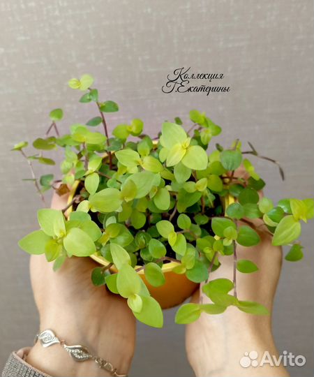 Традесканции