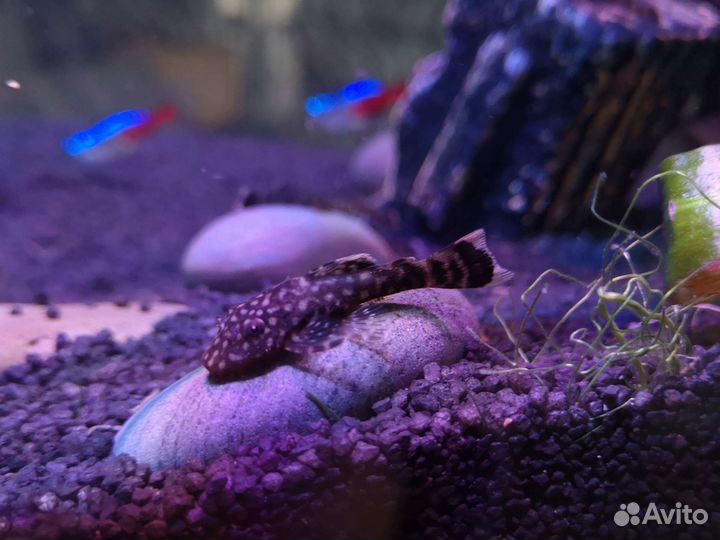 Сомики анциструсы