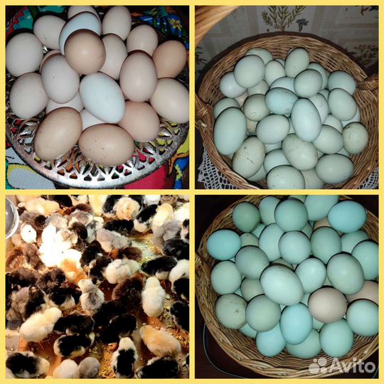 Инкубационное яйцо кур цыплята