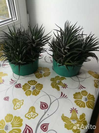 Алоэ приземистое