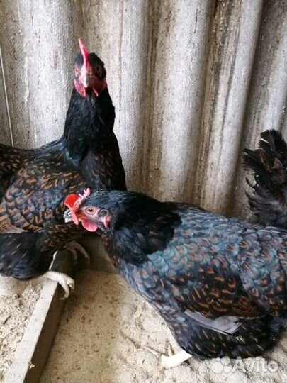 Цыплята падуан, барневельдер