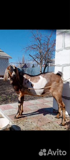 Англо нубийские козы
