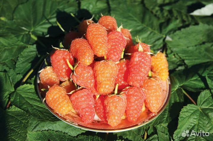 Малина Оранжевое чудо