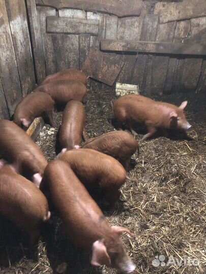 Поросята дюрок+венгерская мангалица