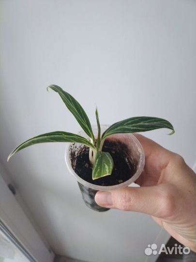 Аглаонема бай као