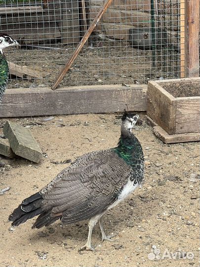 Павлины павы