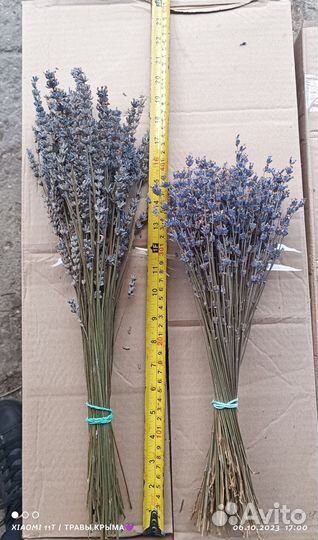 Лавандин (гибрид лаванды), для флористики