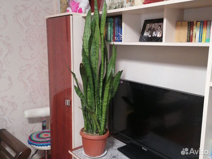 Сансивиерия сортовая