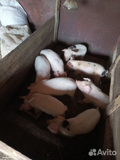 Поросята ландрас