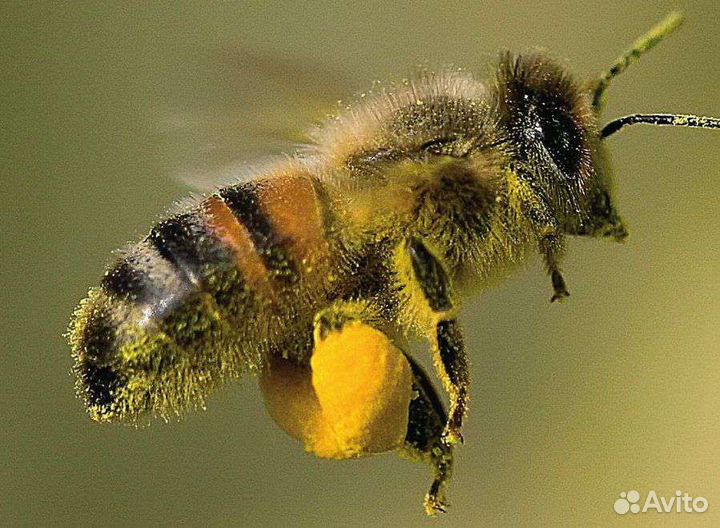 Продам пчелосемьи