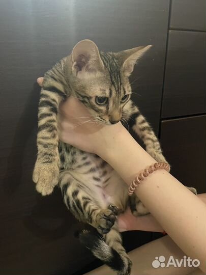 Саванна