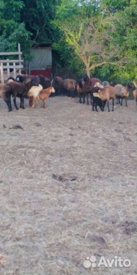 Овцы бараны ягнята