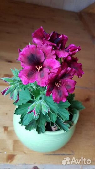 Королевская пеларгония