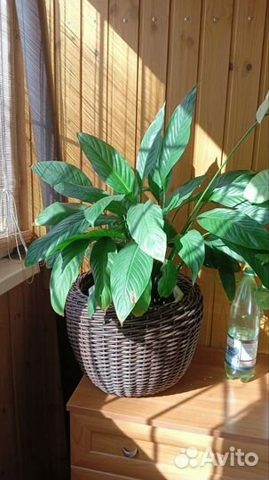 Кашпо для цветов