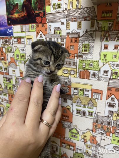 Котята шотландцы