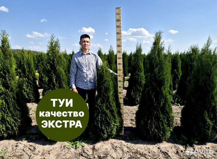 Туя смарагд рост 204,5 см /опт 150 шт