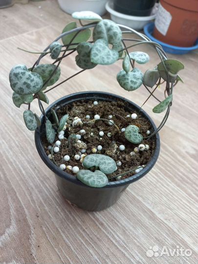 Крестовник, седум