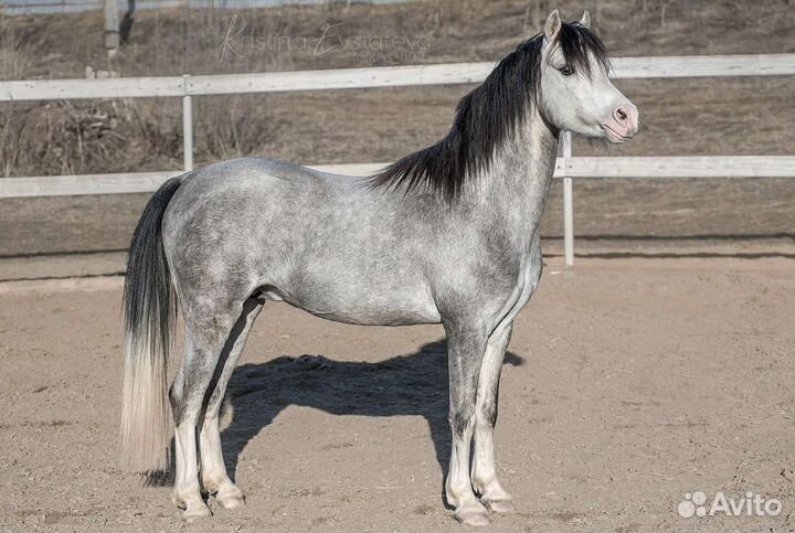 Лошадь жеребец