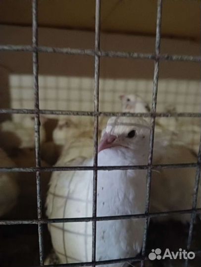 Перепела техасцы