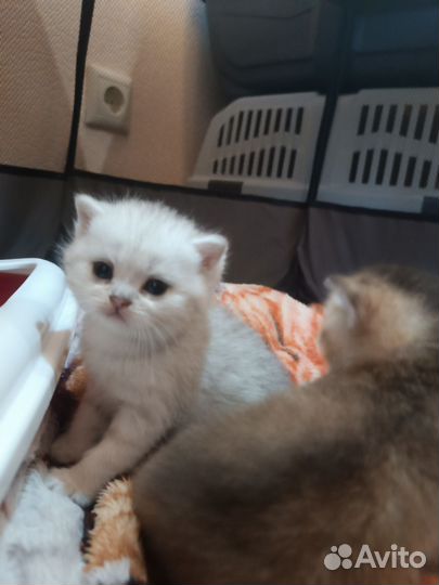 Британская кошка