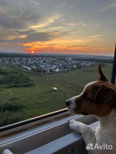 Джек Рассел терьер