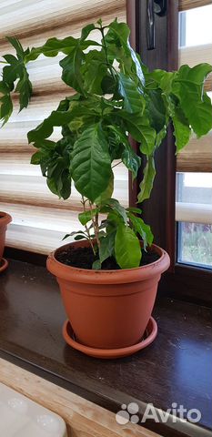 Мушмула Японская, Кофе Арабика, Кардамон, Розмарин