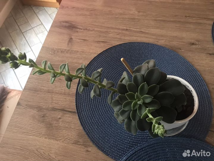 Суккуленты