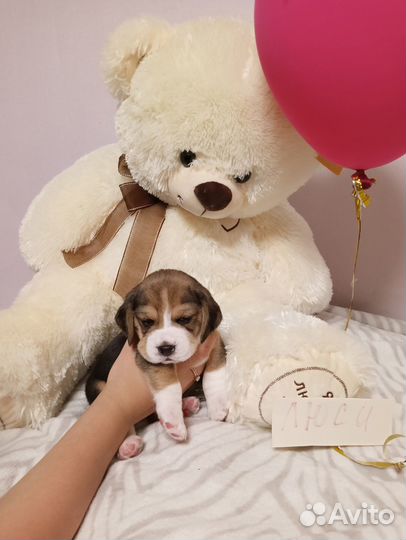 Щенки бигль