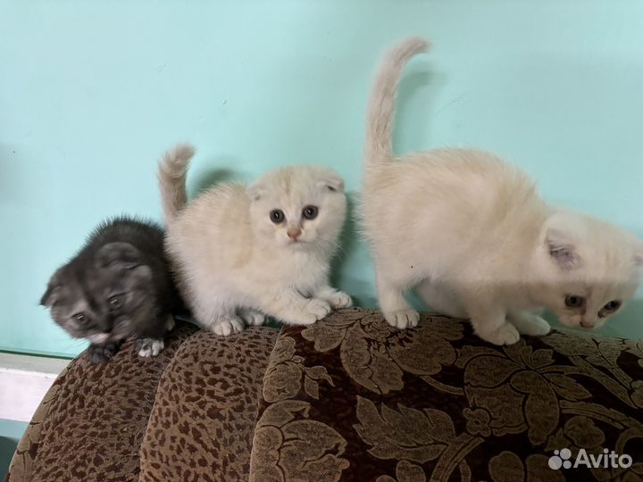 Шотландские вислоухие котята