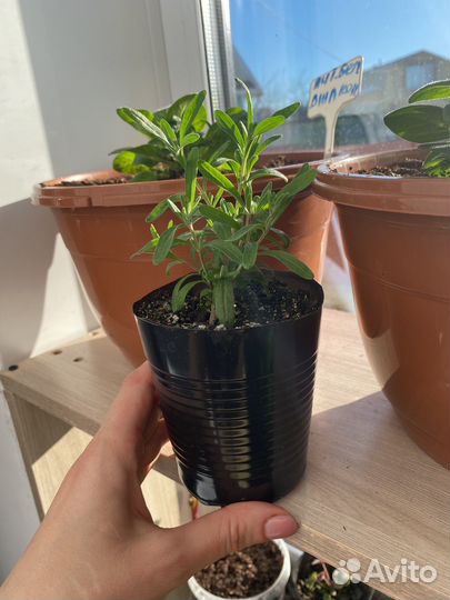 Лаванда узколистная- вознесенская 34