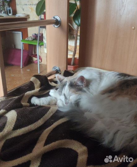 Кошка в дар бесплатно