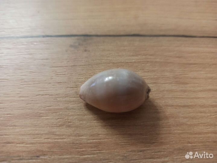 Морская раковина