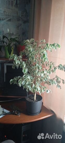 Фикус бенджамина
