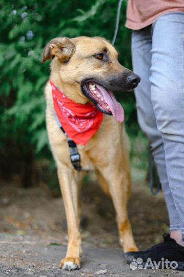 Лео ждет семью в приюте