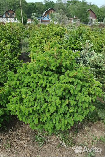 Саженцы хвойных растений